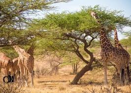 Samburu Special Five Safari