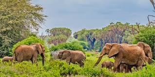 Samburu Special Five Safari